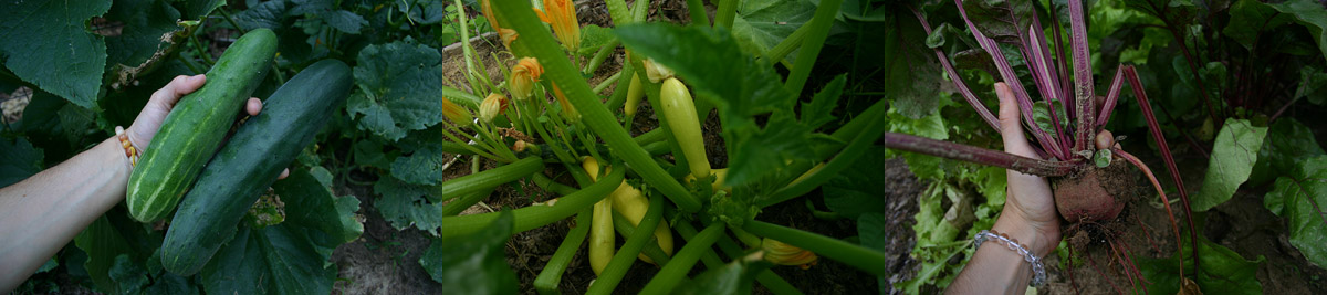 the harvest