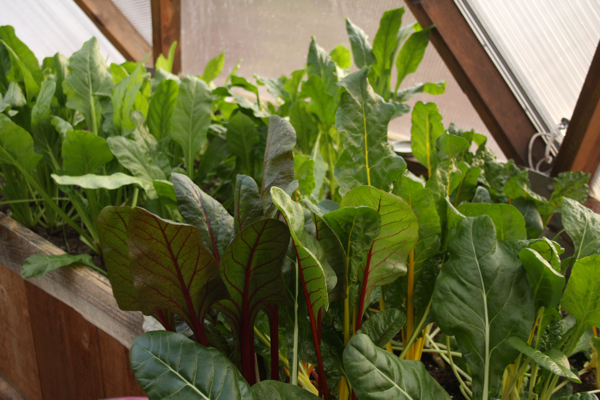 rainbow chard bed