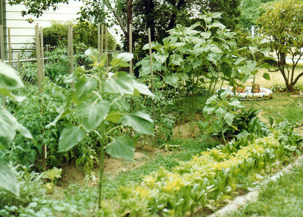 1982 suburban garden