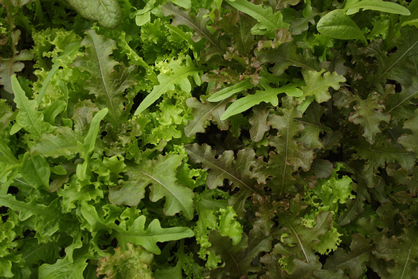 lettuce mix