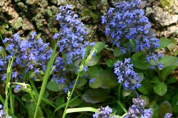 ajuga