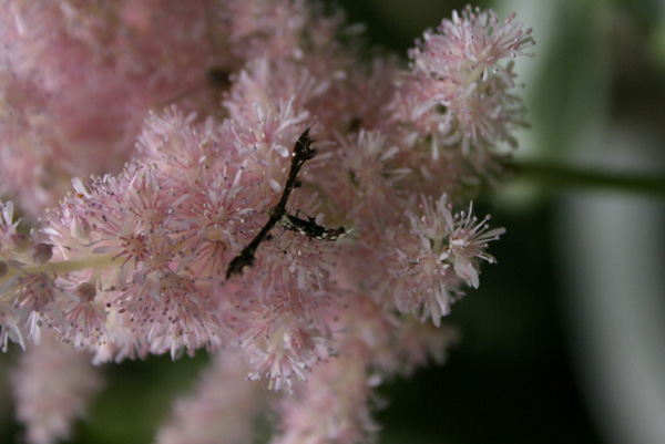 astilbe