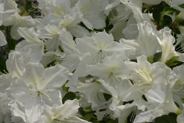 azalea