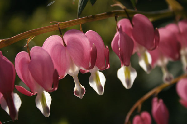 bleeding heart