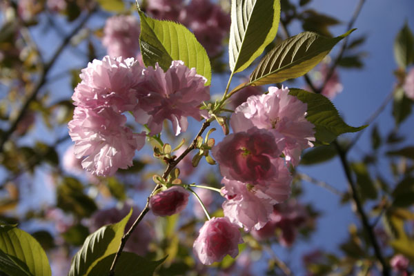 ornamental cherry