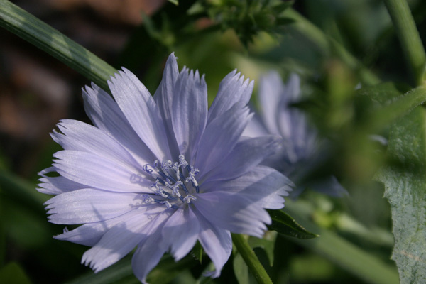 chickory