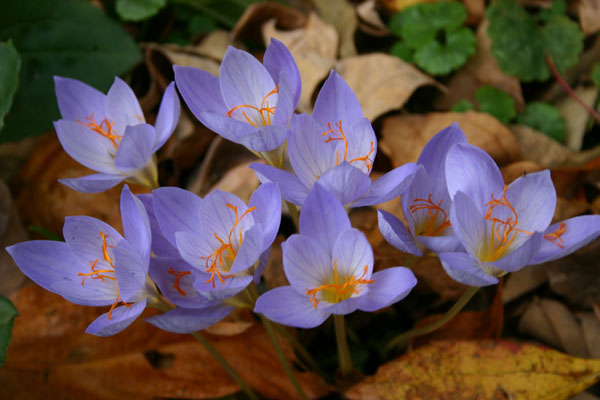 crocus