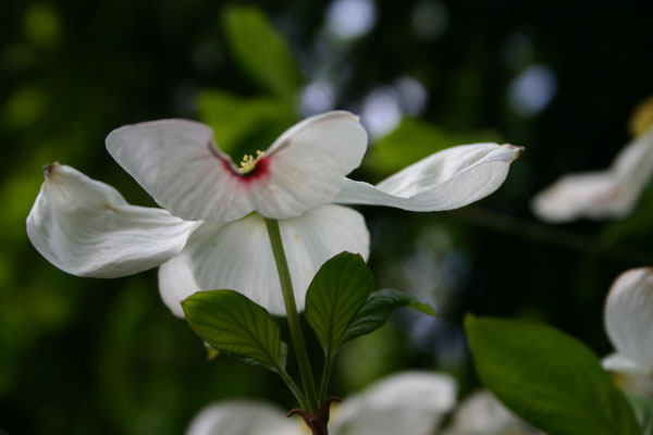 dogwood