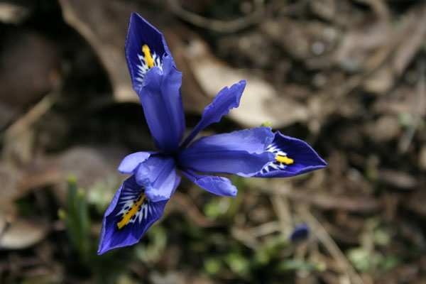 dwarf iris