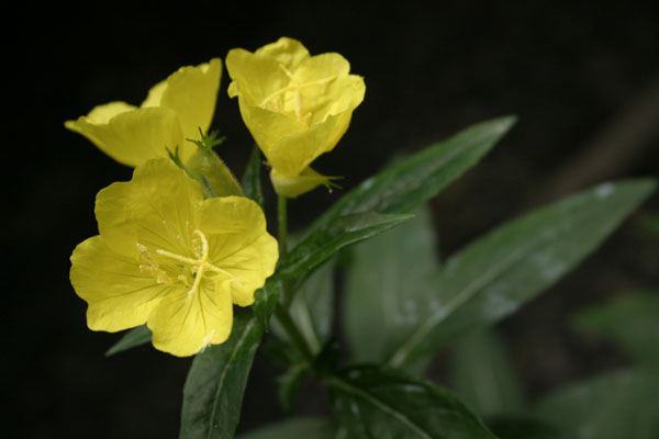 evening primrose