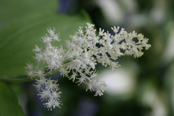 false solomon's seal