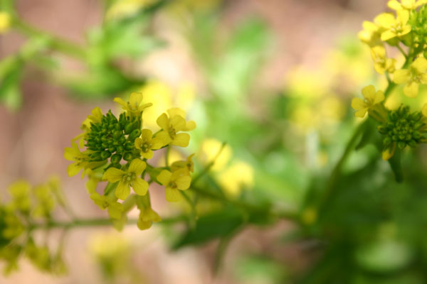 field mustard