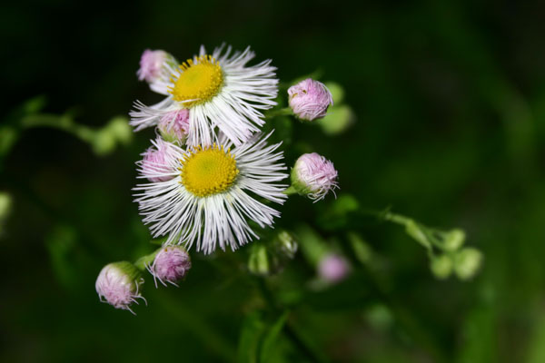 fleabane