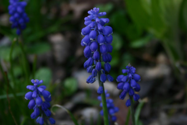 grape hyacinth