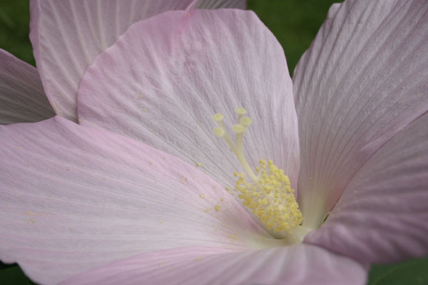 hibiscus