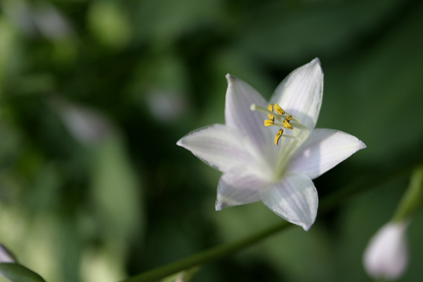 hosta