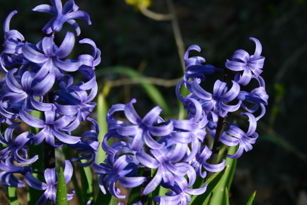 hyacinth