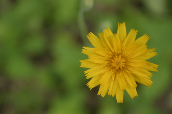 mouse-ear hawkweed