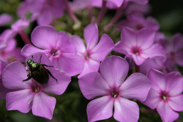 phlox