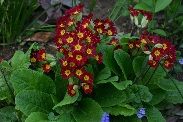 primrose