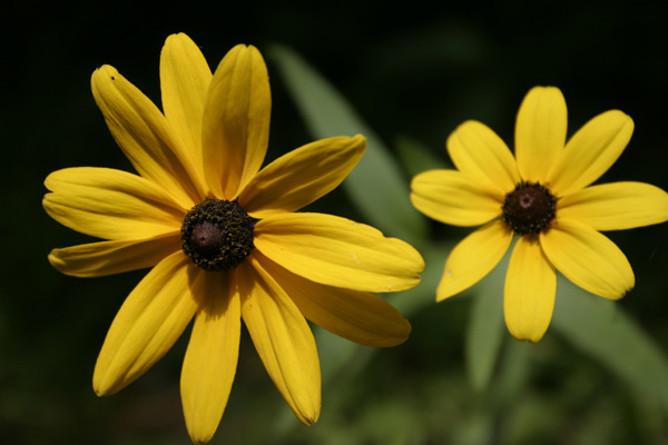 rudbeckia