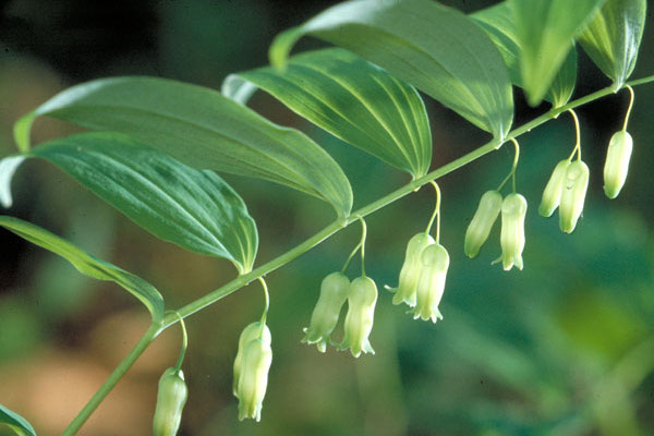 solomon's seal