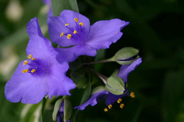 spiderwort