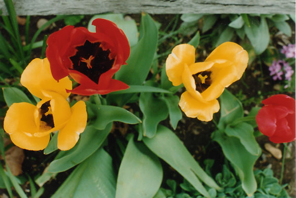 tulip