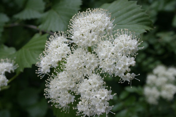 viburnum