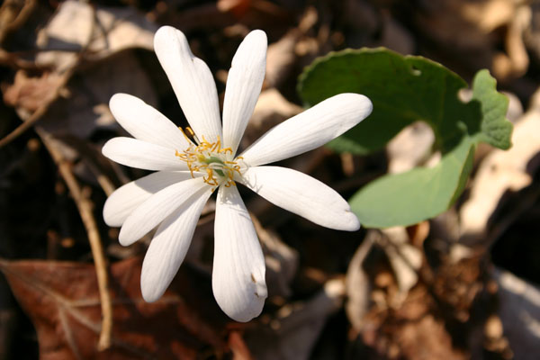 bloodroot