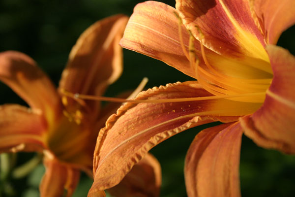 wild day lily