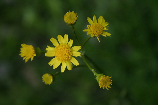 the pure core organic life mirror | northeastern wildflowers, flowers ...