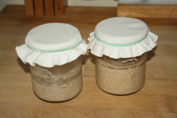 sourdough starter